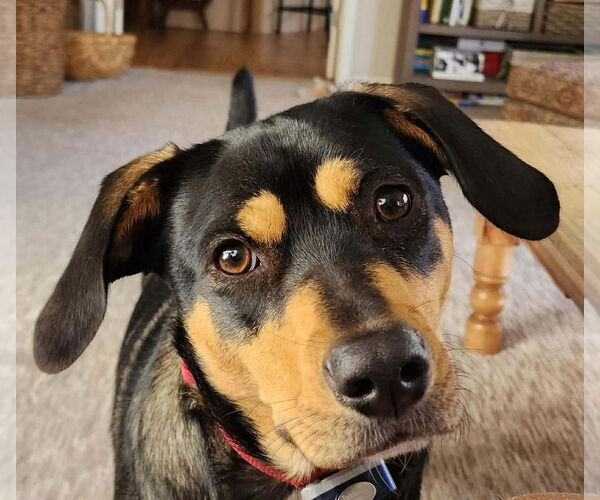 Medium Photo #2 Mutt Puppy For Sale in Westwood, NJ, USA