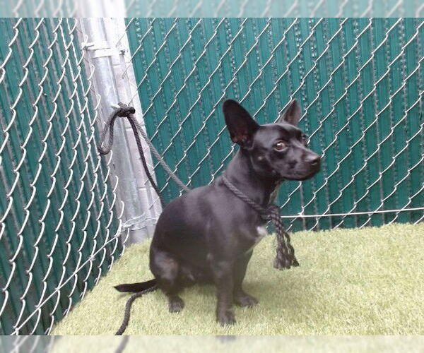 Medium Photo #1 Chihuahua Puppy For Sale in Downey, CA, USA