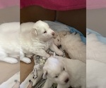 Puppy 3 Samoyed-Siberian Husky Mix