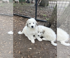 Great Pyrenees Puppy for sale in FORT WAYNE, IN, USA
