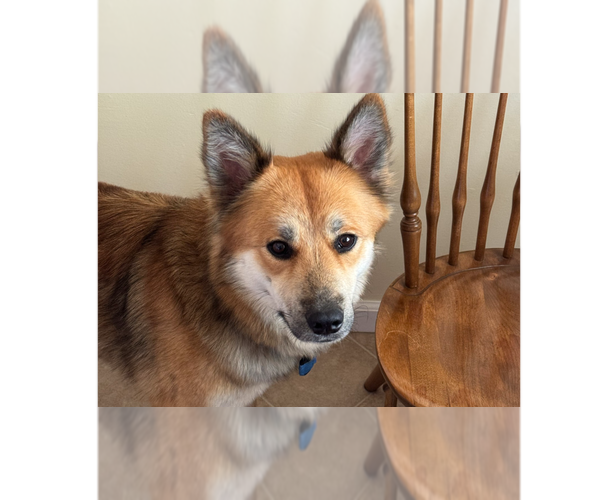 Medium Photo #1 German Shepherd Dog-Unknown Mix Puppy For Sale in Cupertino, CA, USA