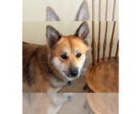 Small German Shepherd Dog Mix
