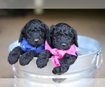 Small Photo #1 Goldendoodle Puppy For Sale in SPENCER, VA, USA