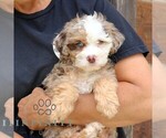 Small #3 Bernedoodle (Miniature)