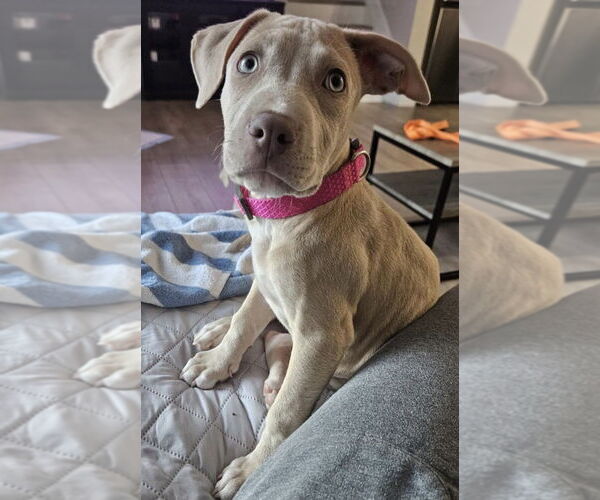 Medium Photo #6 American Pit Bull Terrier-American Staffordshire Terrier Mix Puppy For Sale in Wenonah, NJ, USA