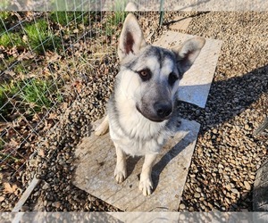 Alaskan Husky-German Shepherd Dog Mix Puppy for sale in JEFFERSON, OR, USA