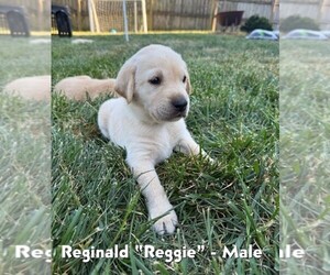 Medium Labrador Retriever