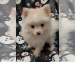 Small #2 Pomeranian