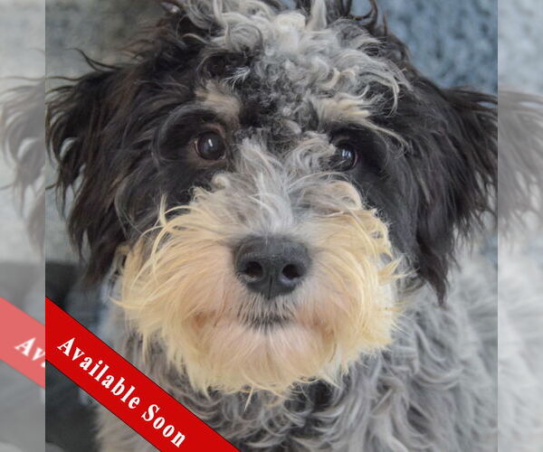 Medium Photo #1 Mutt Puppy For Sale in Huntley, IL, USA