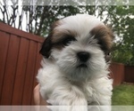 Small Photo #2 Shih Tzu Puppy For Sale in MC KINNEY, TX, USA