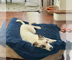 Small #1 American Staffordshire Terrier-Labrador Retriever Mix