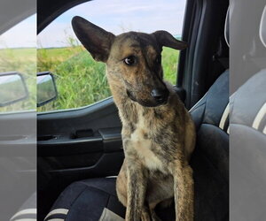 Sophie Girl - Female Mutt Dog for Adoption - Photo #4