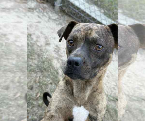 Medium Photo #5 Boxerhoula Puppy For Sale in Redfield, AR, USA