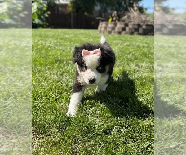 Medium Photo #8 Miniature Australian Shepherd Puppy For Sale in NOBLESVILLE, IN, USA