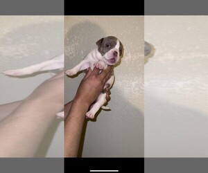 American Bully Puppy for sale in LITTLEROCK, CA, USA