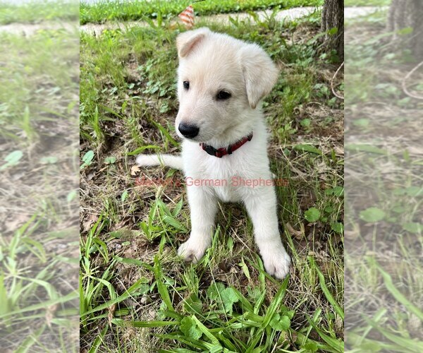 Medium Photo #4 German Shepherd Dog Puppy For Sale in PIEDMONT, MO, USA