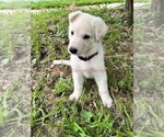 Small #3 German Shepherd Dog