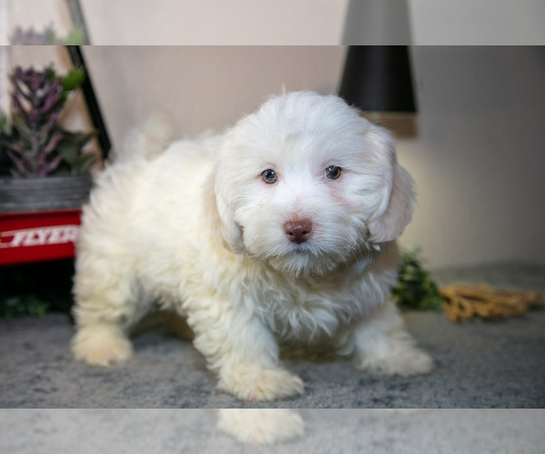 Medium Photo #1 Zuchon Puppy For Sale in SHILOH, OH, USA