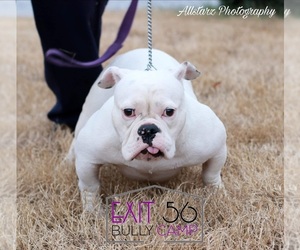 Mother of the American Bully puppies born on 08/20/2020