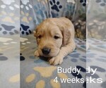 Small Photo #1 Golden Retriever Puppy For Sale in COULEE CITY, WA, USA