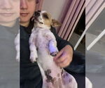 Small #6 Chihuahua Mix