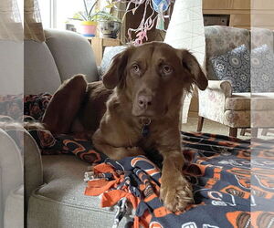 June Carter - Female Golden Shepherd Dog for Adoption - Photo #14