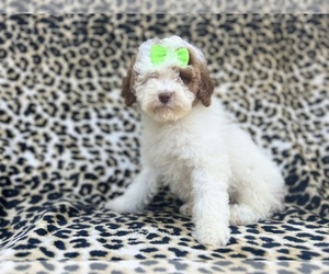 Medium Poodle (Miniature)