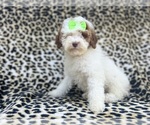 Small Poodle (Miniature)