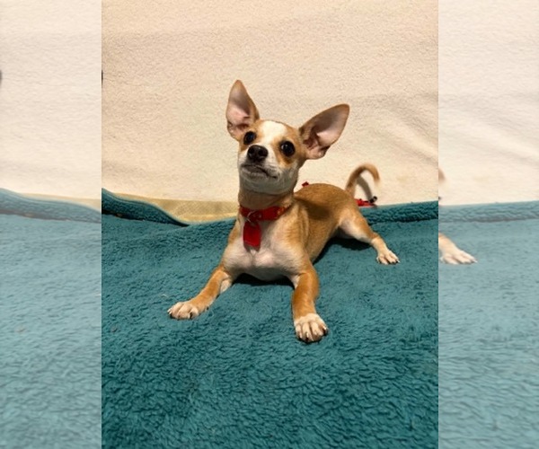 Medium Photo #3 Chihuahua-Unknown Mix Puppy For Sale in Mukwonago, WI, USA