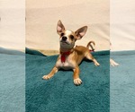 Small #2 Chihuahua Mix