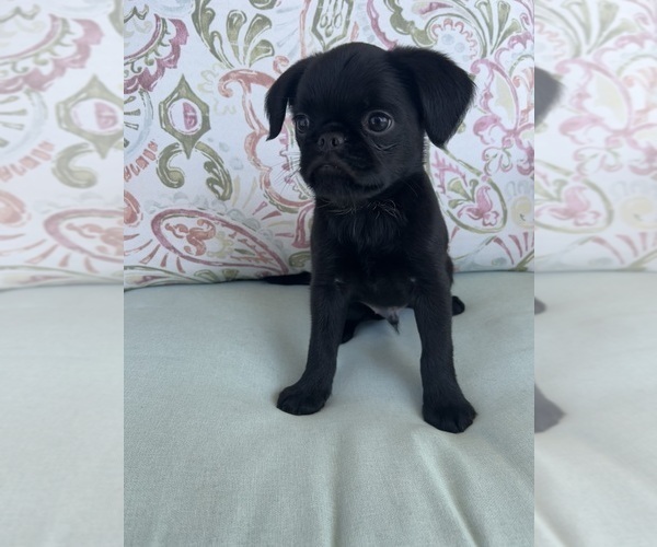 Medium Photo #4 Brussels Griffon Puppy For Sale in LOUISVILLE, KY, USA