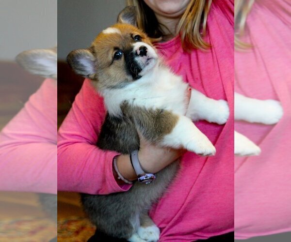 Medium Photo #25 Pembroke Welsh Corgi Puppy For Sale in FAIR GROVE, MO, USA