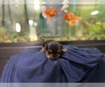 Small #3 Morkie