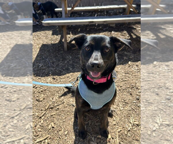 Medium Photo #1 Mutt Puppy For Sale in Candler, NC, USA