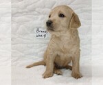 Small Photo #7 Labradoodle Puppy For Sale in MOMEYER, NC, USA