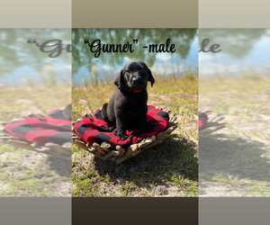 Labrador Retriever Puppy for sale in WAYCROSS, GA, USA