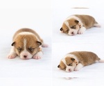 Small #1 Pembroke Welsh Corgi