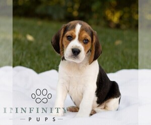 Beagle Puppy for sale in NEW HOLLAND, PA, USA