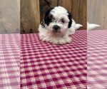 Small Photo #6 Zuchon Puppy For Sale in DRY RIDGE, KY, USA