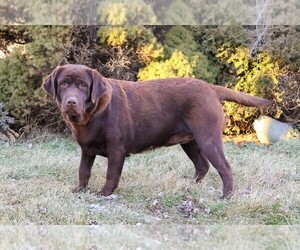 Mother of the Labrador Retriever puppies born on 04/22/2025