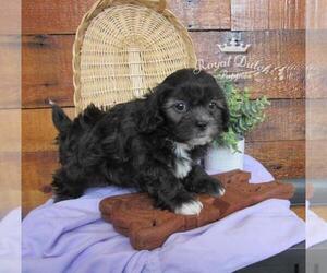 ShihPoo Puppy for sale in LE MARS, IA, USA