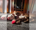 Small #23 Catahoula Leopard Dog Mix