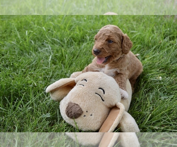 Medium Photo #6 Australian Labradoodle Puppy For Sale in COLORADO SPRINGS, CO, USA