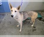 Small Siberian Husky