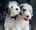 Small #25 Sheepadoodle