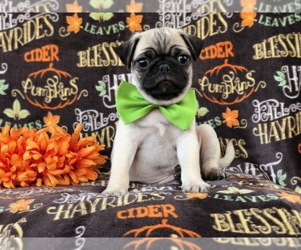 Medium Photo #6 Pug Puppy For Sale in LAKELAND, FL, USA