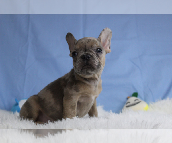 Medium Photo #1 French Bulldog Puppy For Sale in CHESAPEAKE, VA, USA