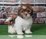 Small Photo #2 Cava-Tzu Puppy For Sale in BEL AIR, MD, USA