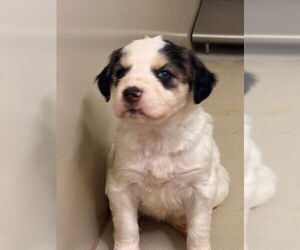 Australian Shepherd-Siberian Husky Mix Dogs for adoption in South Lake Tahoe, CA, USA