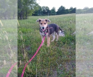 German Shepherd Dog Puppy for sale in AUBURN, KY, USA